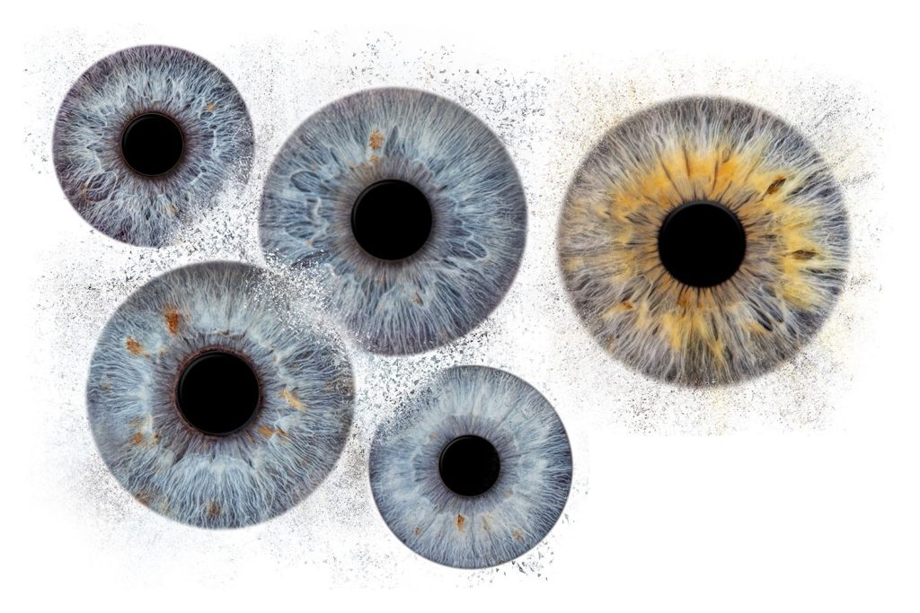 Iris Artwork Collage mit fünf Iriden in Blaugrau und Bernstein auf weißem Hintergrund