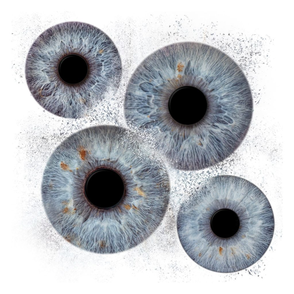 Iris Artwork Collage mit vier blaugrauen Iriden auf weißem Hintergrund