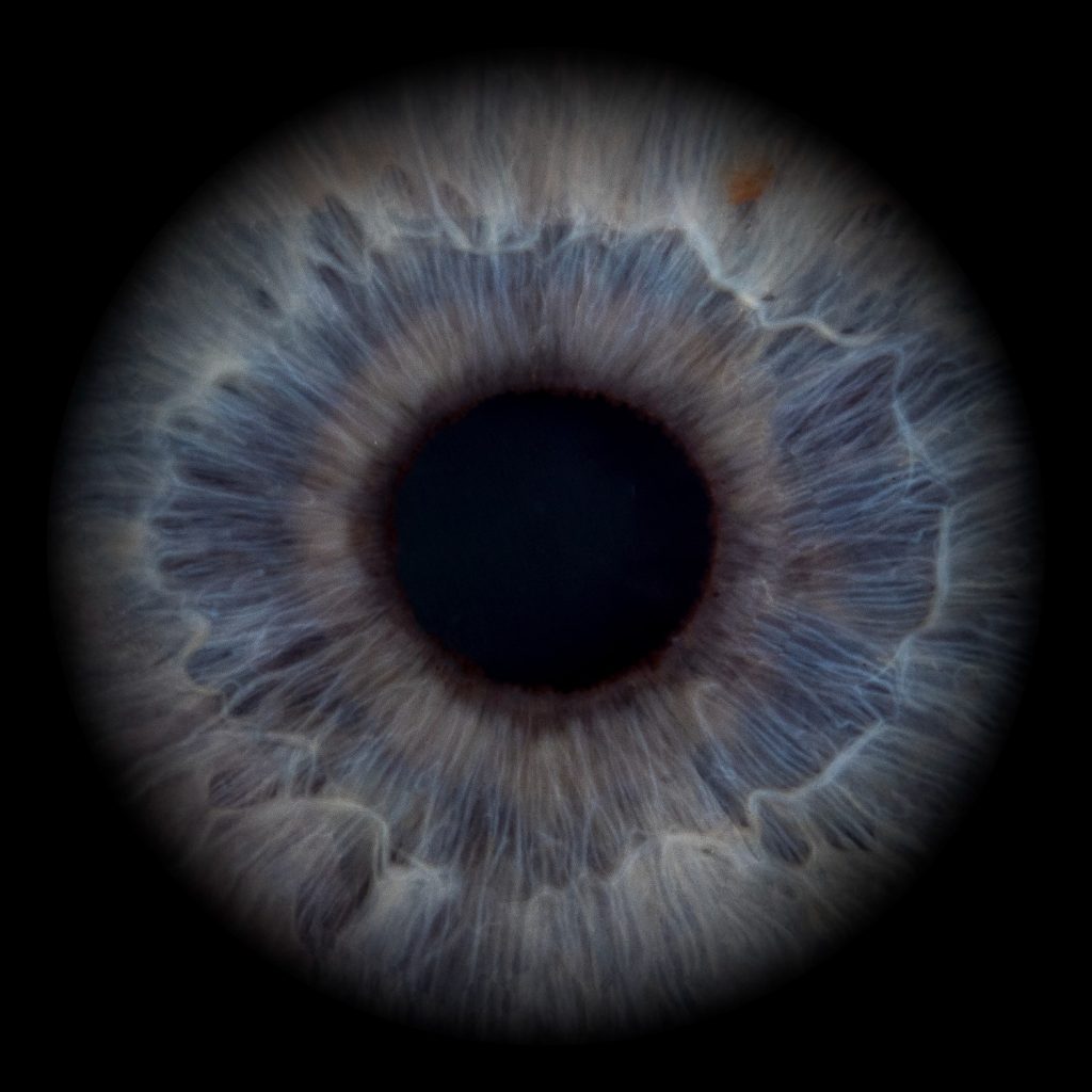 Iris Artwork einer blaugrauen Iris in großer Nahaufnahme auf schwarzem Hintergrund – Irisfotografie in Karlsruhe-Durlach